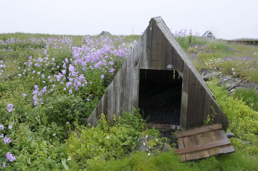 Bilde av E-hus på Vega, med blomstereng rundt. Verdiskapingsprosjektet «Den verdifulle kystkulturen i Nordland» har bidratt til å føre kunnskapen om ærfuglen som husdyr vidare og til at edderdunsprodukt nok ein gong er på marknaden. Foto: Marit Bendz / Riksantikvaren