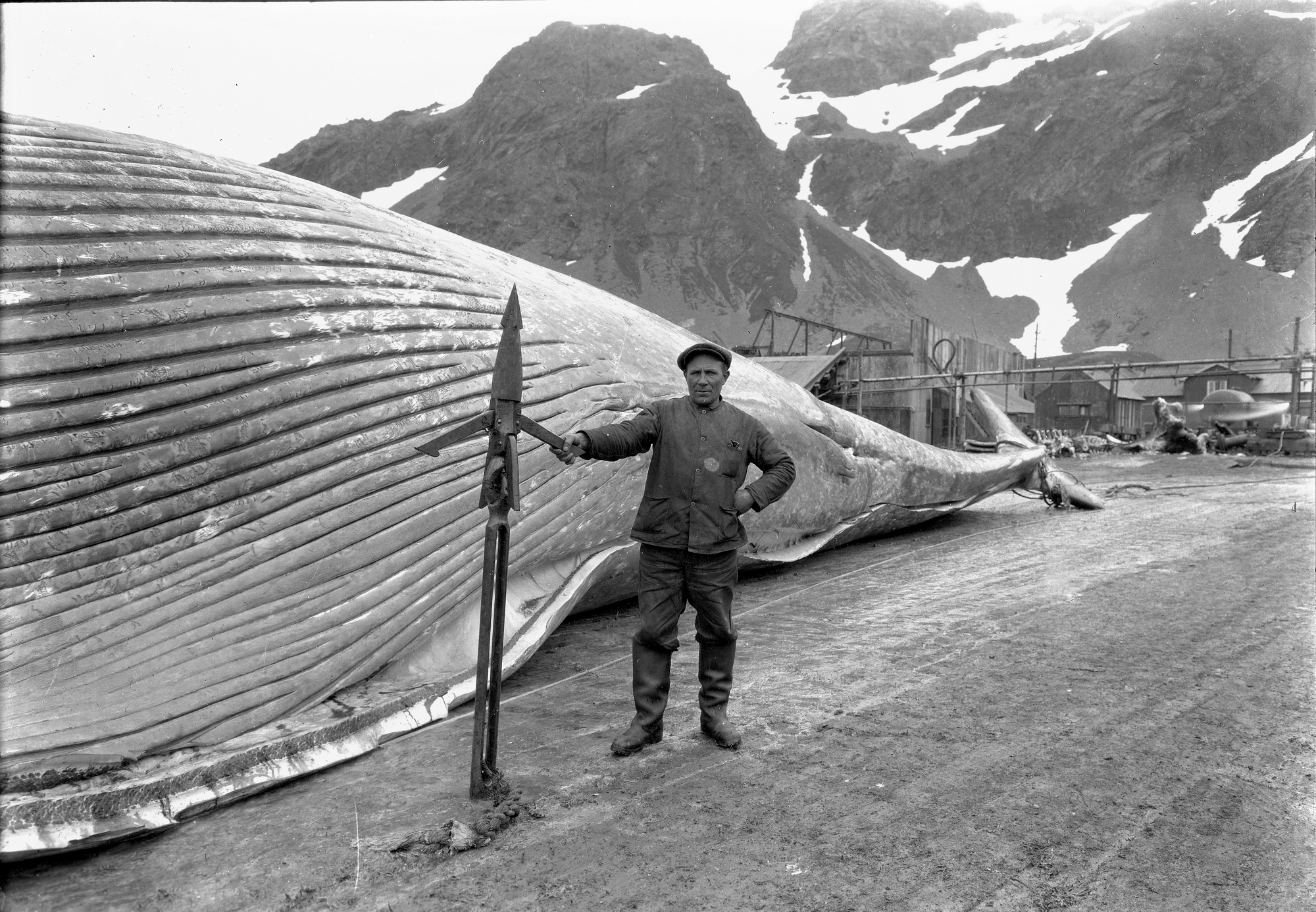 Bilde av arbeid med storfangst i Grytviken. Foto: Hvalfangstmuseets fotoarkiv