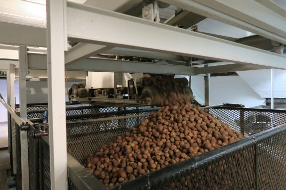 Bilde av poteter som er det viktigste råstoffet for akevitten som produseres på Atlungstad. Foto er tatt av Anke Loska, Riksantikvaren