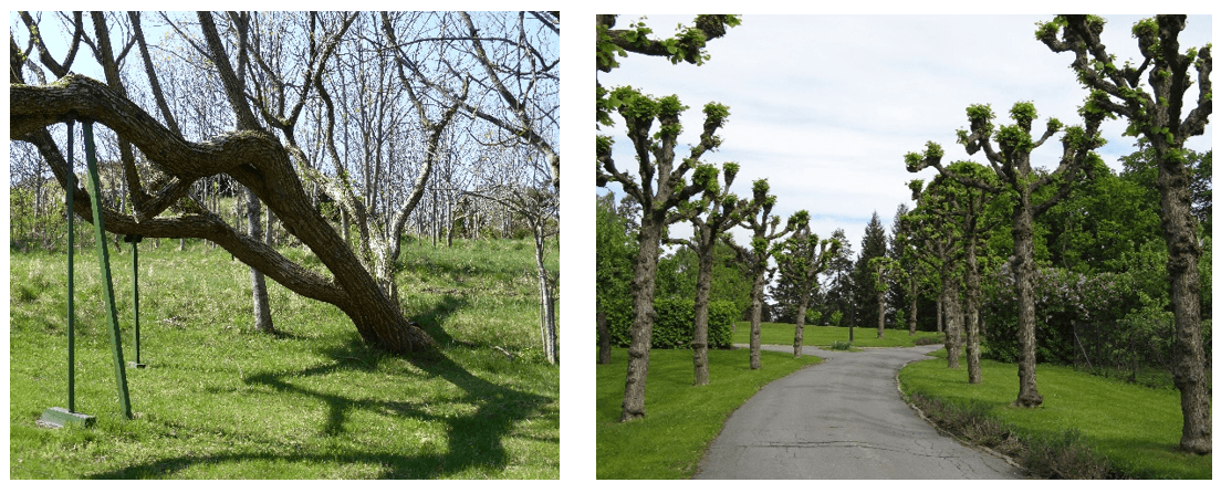 Til venstre: Gamle trær. Til høyre: Trær som er kollet.