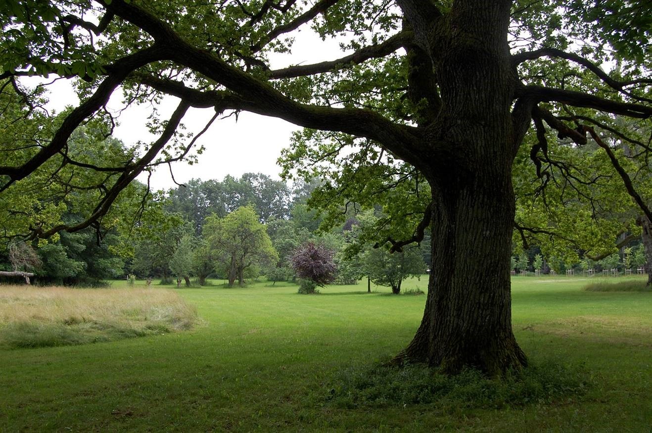 Bilde fra parken. Mange av de gamle trærne er bevart i parken på Grønli gård. Foto: Jan Høvo