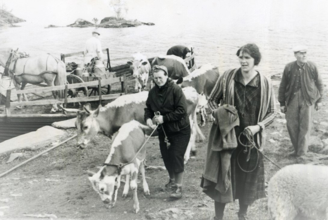 Et historisk bilde fra stølsruta. Bildet viser dyretransport over Slidrefjorden, på vei til stølsvidda. Bilde utlånt av Valdresmusea.
