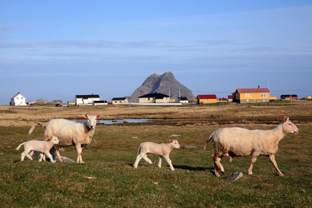 Bilde fra et av de utvalgte kulturlandskapene, Røst. Foto: Oskar Puschmann