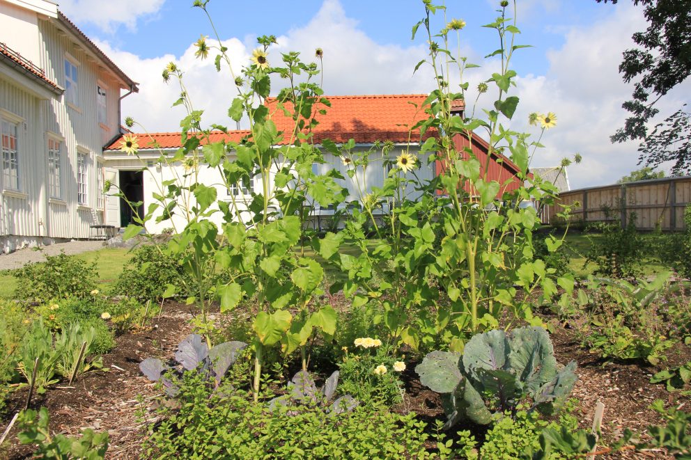 Solsikker. Spydeberg prestegårdshage.
