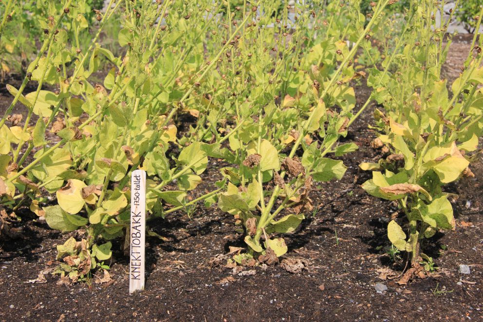 Planter, Spydeberg prestegårdshage.
