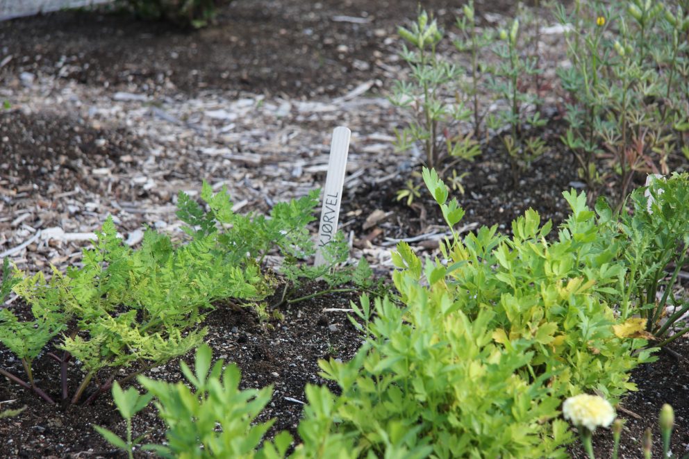 Planter, Spydeberg prestegårdshage.