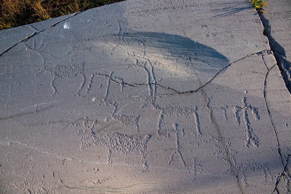 Rock carvings in Hjemmeluft in Alta: Scene featuring reindeer and people. Photo: Arve Kjersheim, the Dircetorate for Cultural Heritage