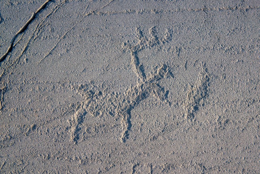 Rock carvings in Hjemmeluft in Alta: Reindeer with highlighted antlers. Photo: Arve Kjersheim, the Dircetorate for Cultural Heritage