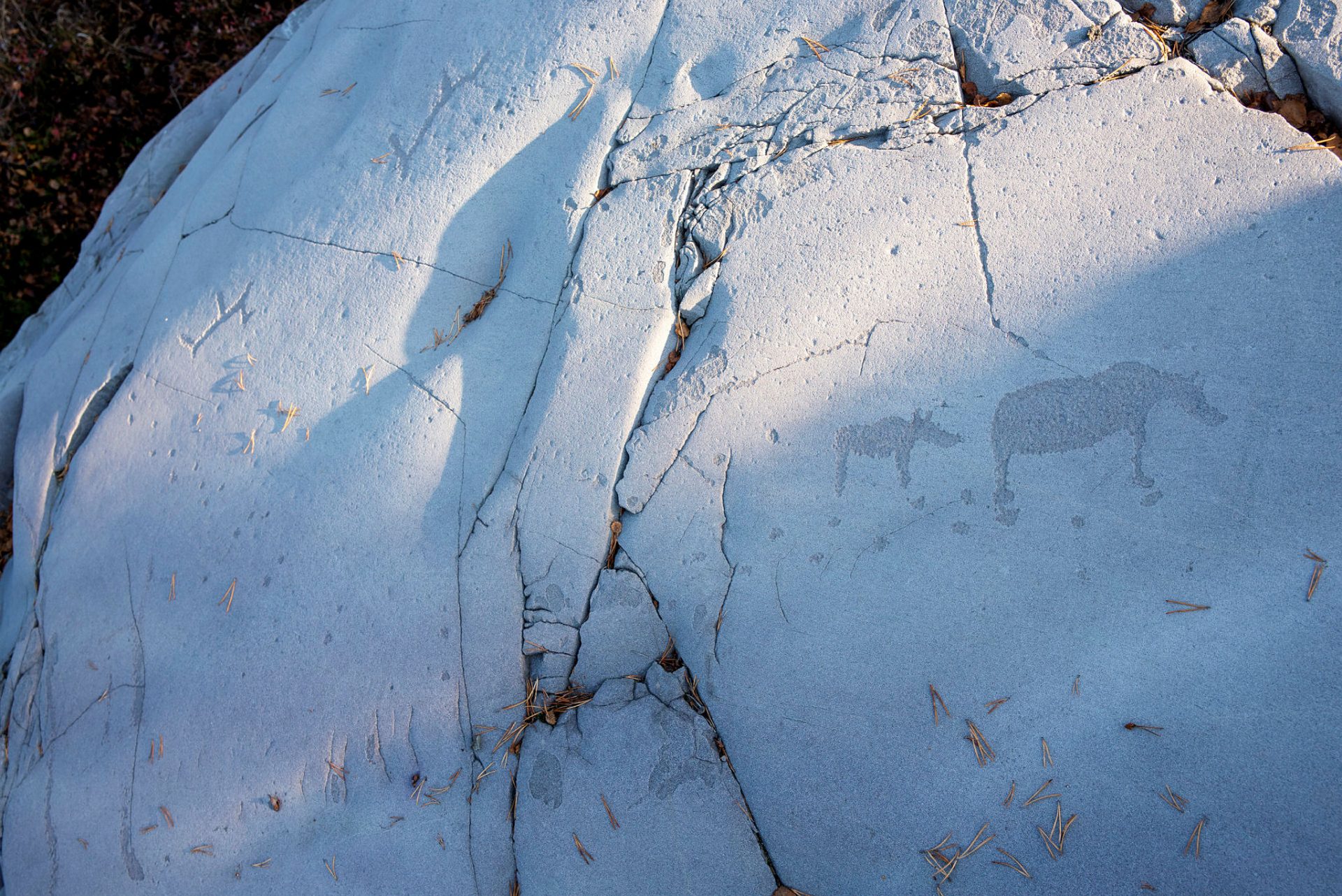 Rock carvings in Hjemmeluft in Alta: Bear and bear cub with bear tracks. Photo: Arve Kjersheim, the Dircetorate for Cultural Heritage