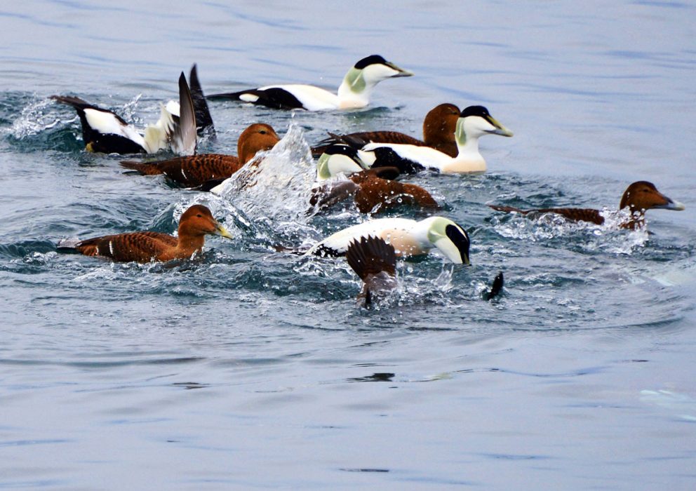 The picture shows wild ducks bathing in the water. From Skjærvær on Vega, inscribed on the World Heritage List in 2004. Photo by Jon Brænne, the Directorate for Cultural Heritage