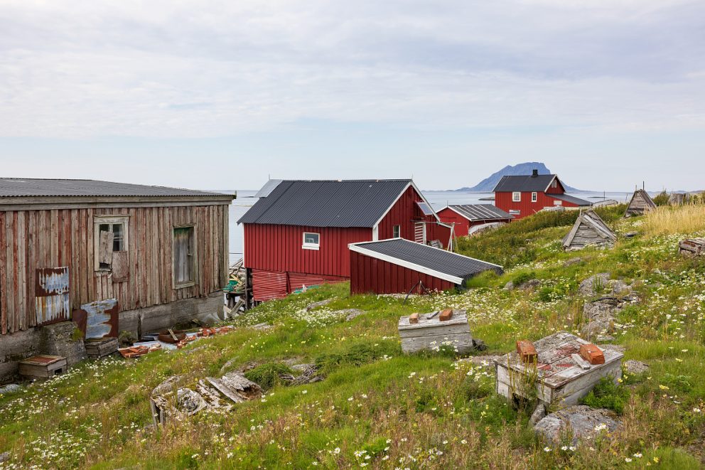 På Vega lever menneske og ærfugl tett på hverandre.