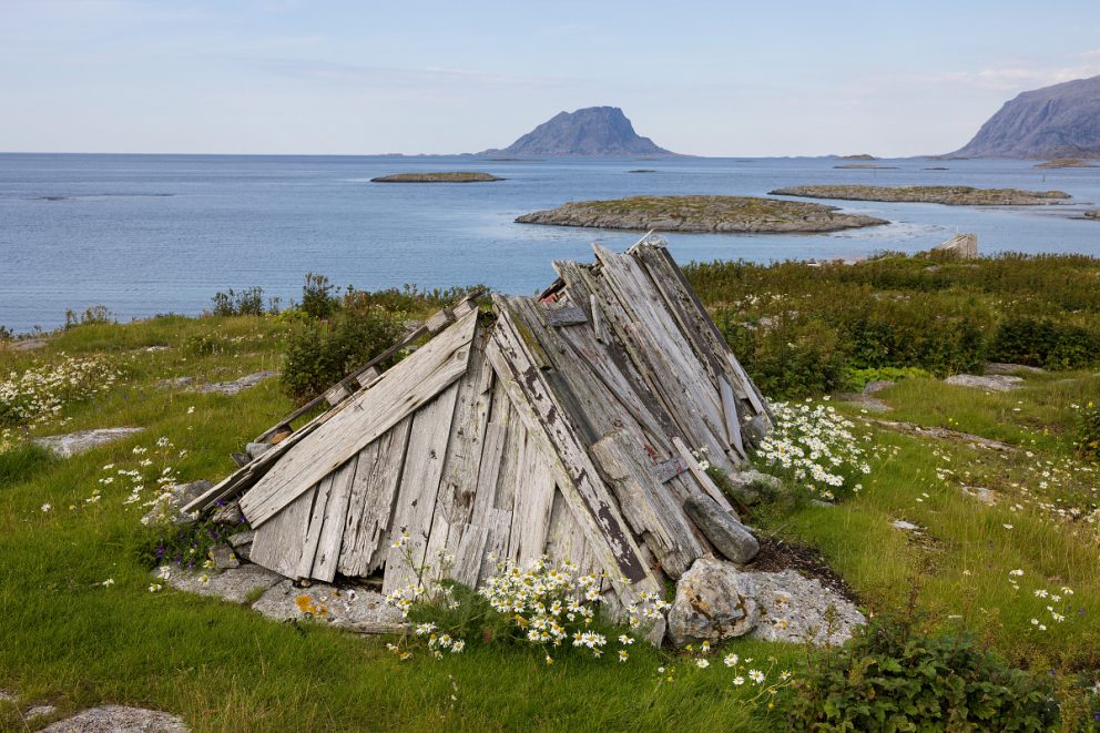 Ærfuglen er en del av det sårbare naturmiljøet på Vega.