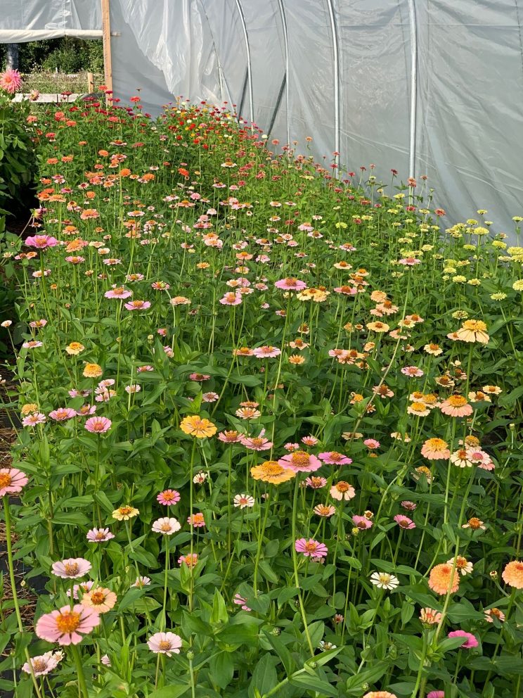 Blomster i tunnel på Brenna gård