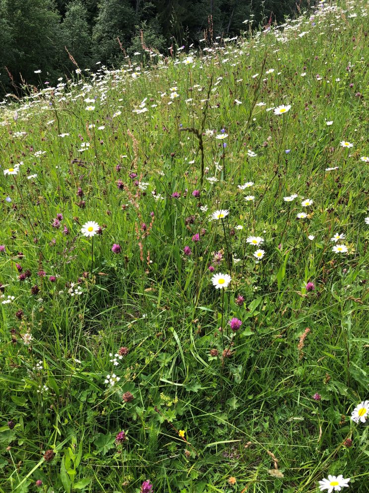 Blomstereng