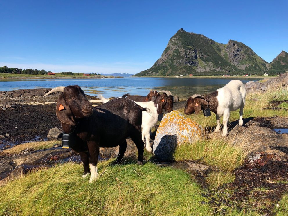 Boergeiter på beite.