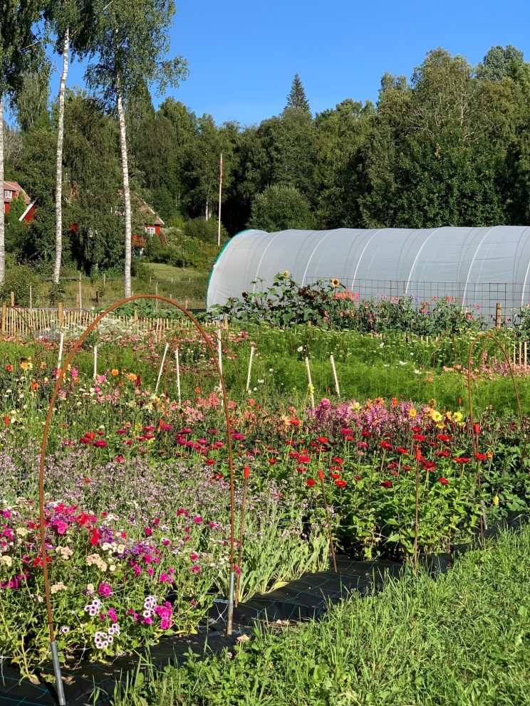 Blomsteråker på Brenna gård