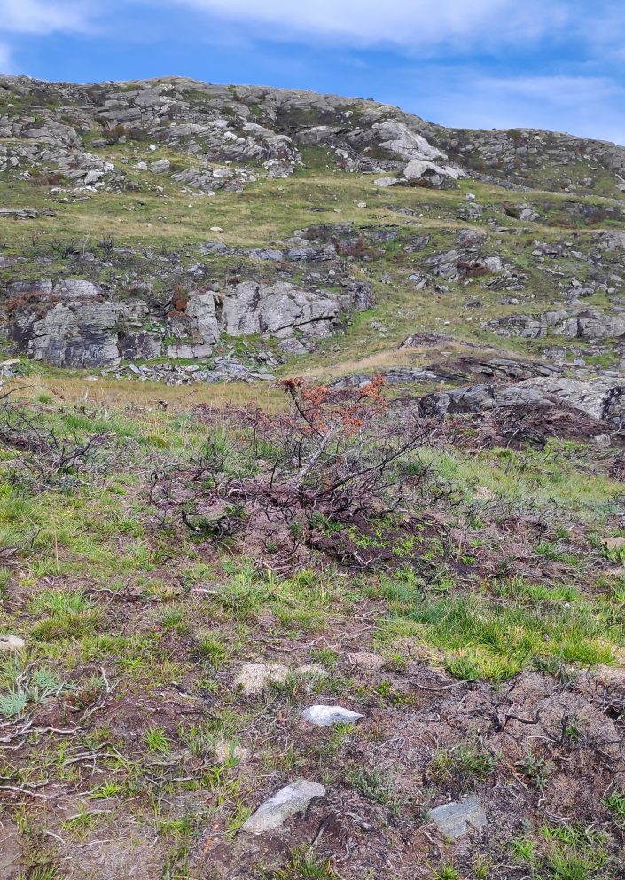 Begynnende gjenvekst av lyng med mer, et knapt halvår etter brenning på Bøheia