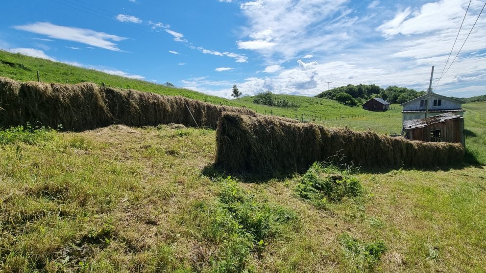 Skjøtselsplanen her sier sein slått med enten tørking på jorden eller hesjing. Det er også ønskelig å legge stien slik at man viser fram dette.