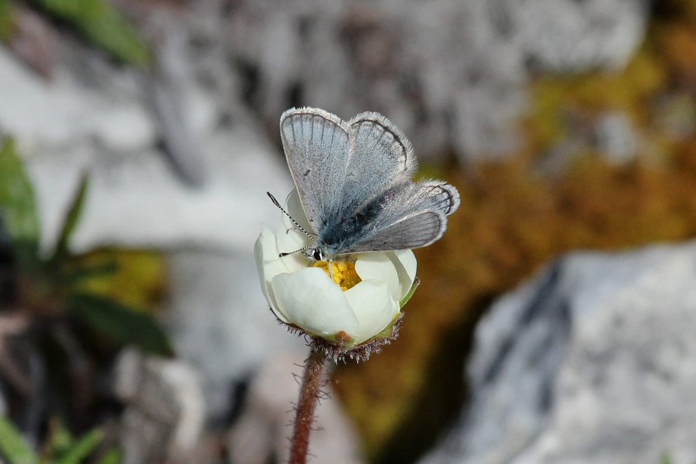 Agriades aquilo Polarblåvinge Goarahatlásis.