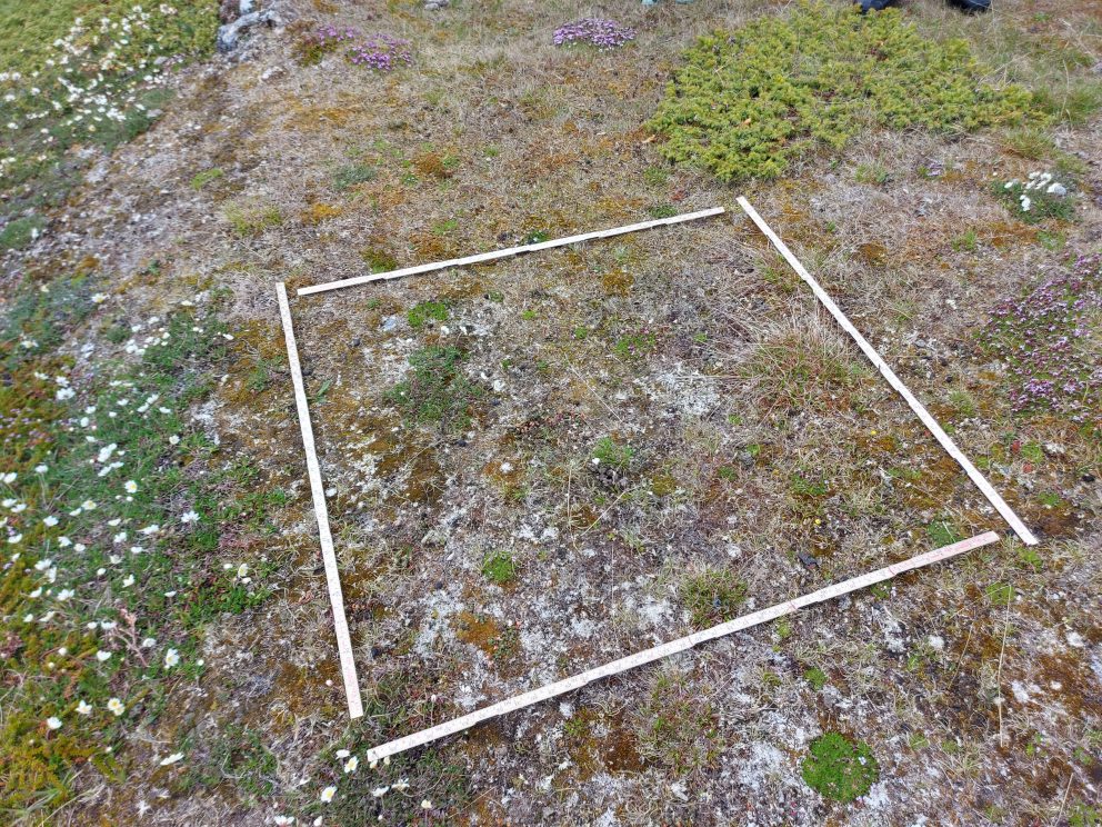 Elevene markerte området de skulle undersøke ved hjelp av metermål.