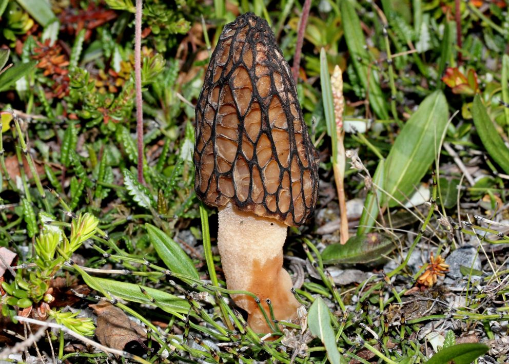 Morchella elata Cievra - første gang registrert i Finnmark juni 2022