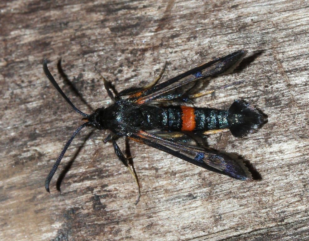 Første funn av Synanthedon culiciformis for UKL