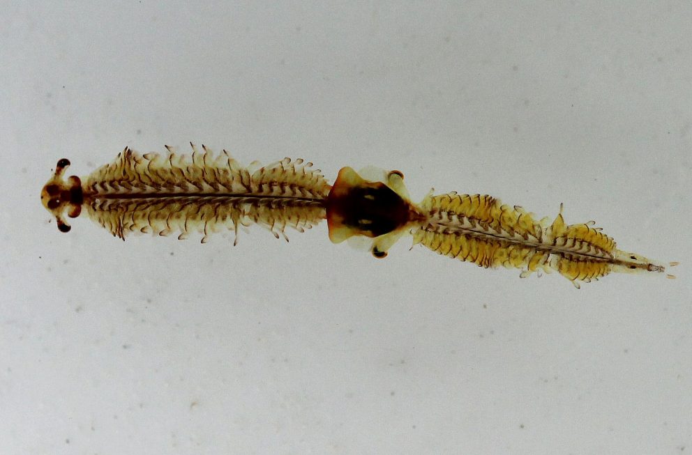 Polyartemia forcipata i Trollholmsund.