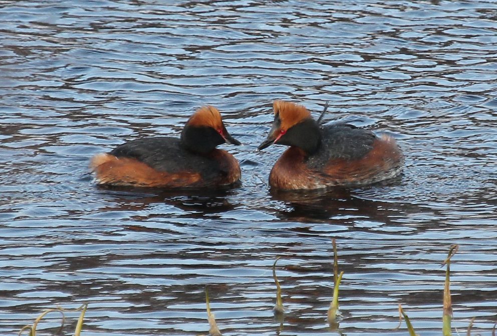 Podiceps uritus Horndykker på Kolvikvannet