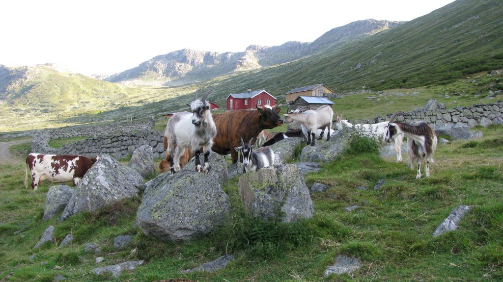 Seterdrift: Kyr og geiter balanserer oppe på større steinblokker i seterlandskap blant grønne sletter på snaufjellet.