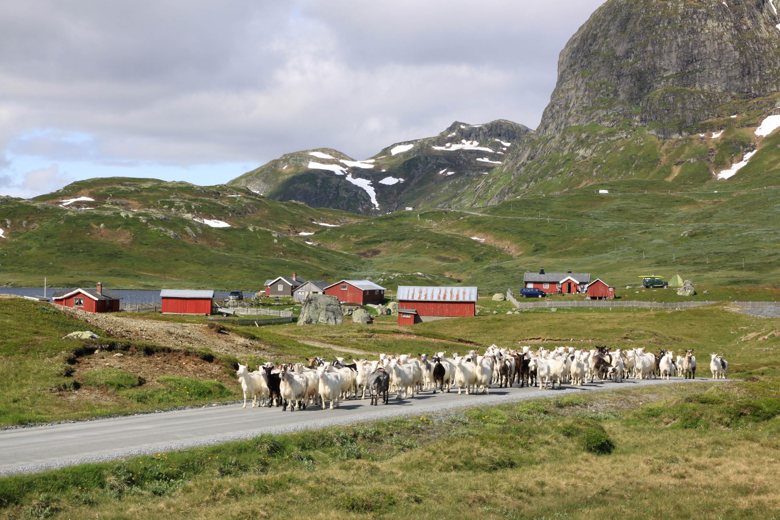 Hvite og sorte geiter går langs en vei i norsk fjell-landskap.