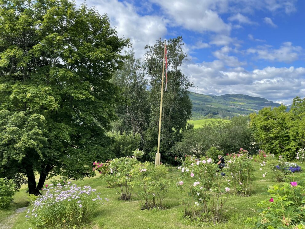 Vakker rosehage omringet av flott, grønn natur og fjell