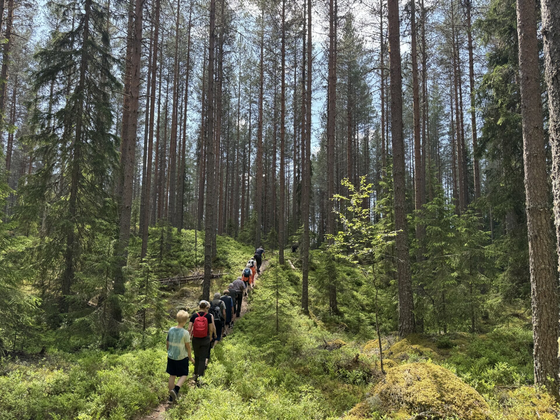 En gruppe mennesker med ryggsekker på ryggen vandrer langs en smal sti gjennom en tett, solfylt skog med høye trær og grønn mose, langs den historiske vandreruta Allmenningsskogene på Hedmarken.