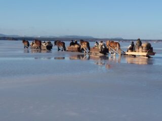 Hester, vogner, mennesker over is og vann