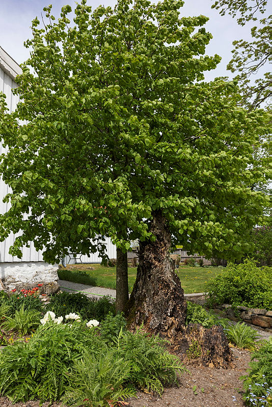 Et nytt tre er vokst opp i en gammel ask som knakk, på Spydeberg prestegård