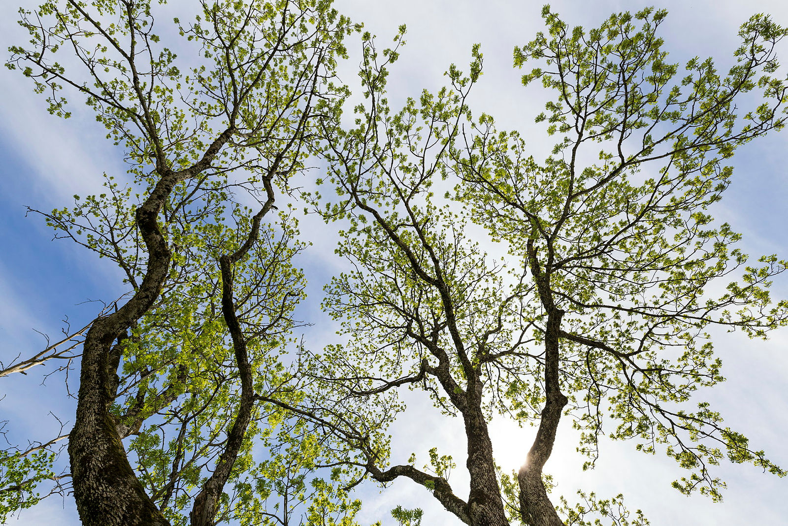 Trær på Spydeberg prestegård, om våren