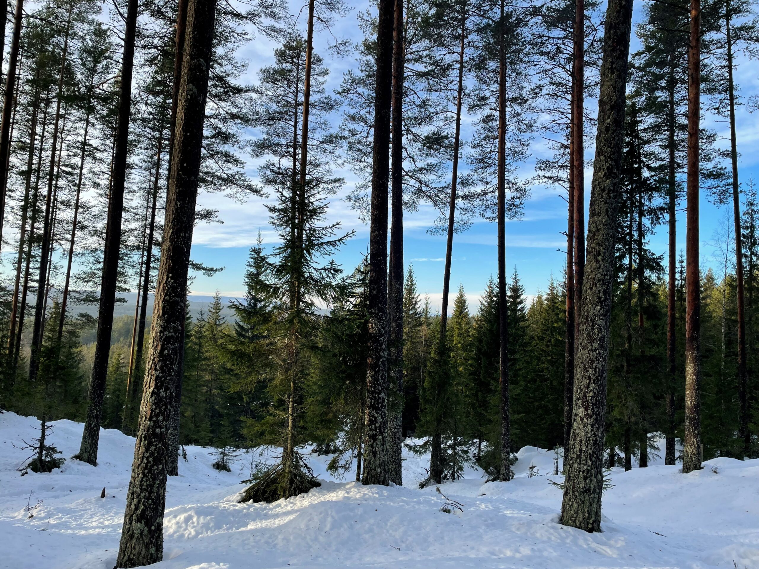 Trær i Stange og Romedal Almenning.