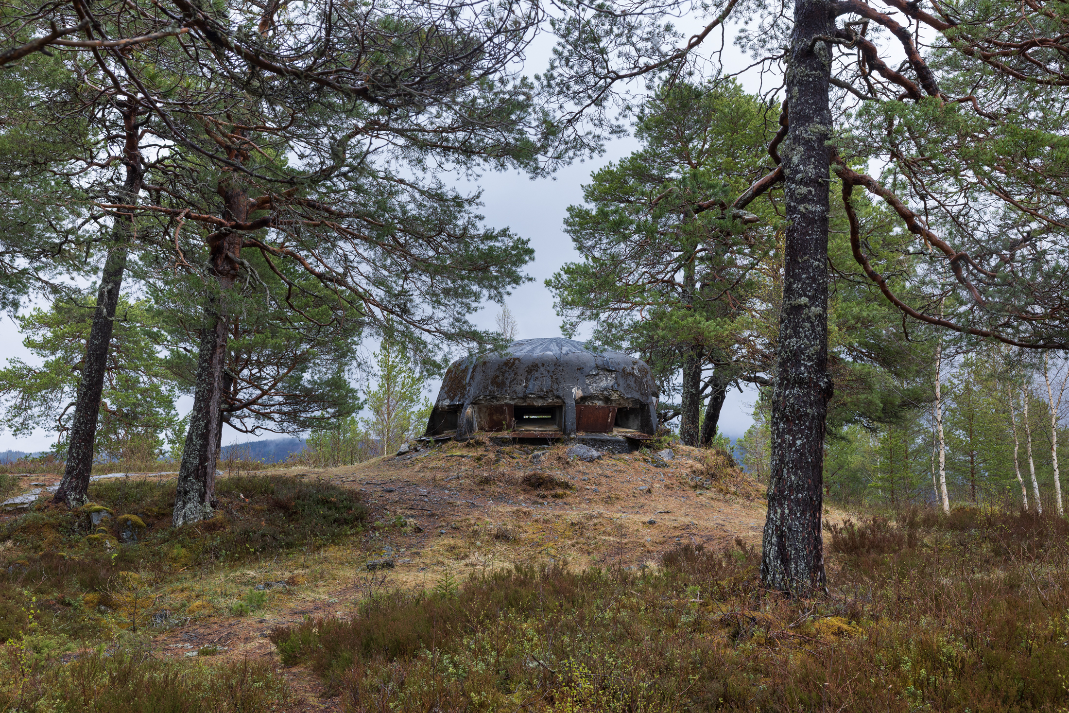 En militærbunker av betong står på en liten ås omgitt av furutrær og sparsom vegetasjon i et skogkledd område.