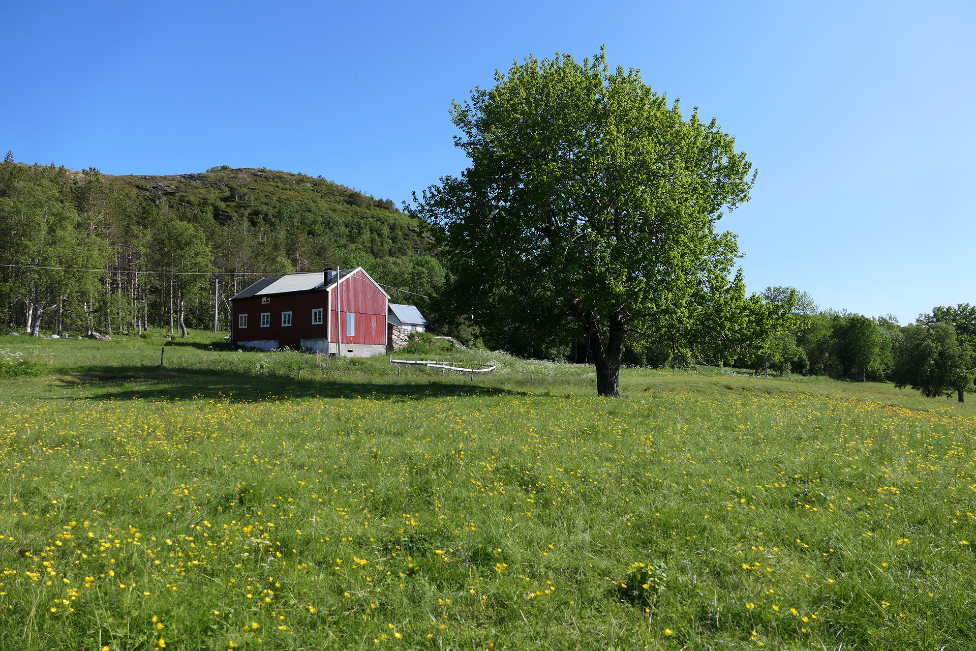 Et rødt trehus står på en gresslette med gule blomster, et stort tre i nærheten og skogkledde åser i bakgrunnen under en klarblå himmel.