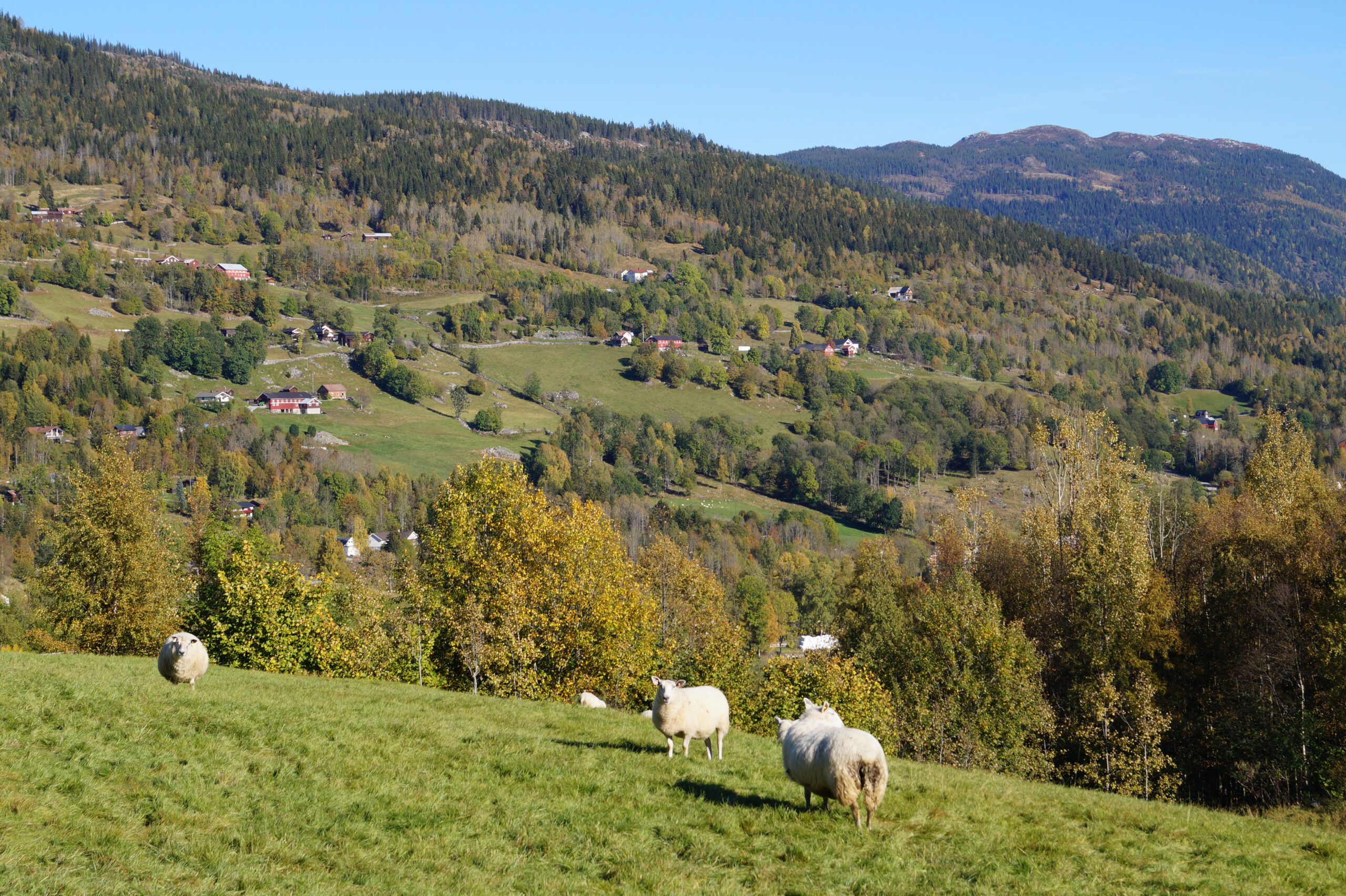 Flere sauer beiter i en gressbakke med trær og spredte hus i en grønn dal og skogkledde fjell i bakgrunnen under en klarblå himmel.