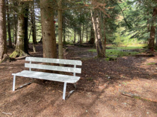 En hvit trebenk står på jord i en skyggefull skogsgløtt, omgitt av høye trær og solflekker som filtrerer gjennom grenene.