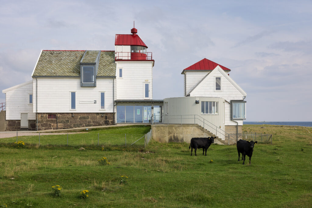 To svarte kuer står på gress foran en hvit fyrbygning med rødt tak under en overskyet himmel.