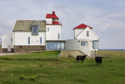 To svarte kuer står på gress foran en hvit fyrbygning med rødt tak under en overskyet himmel.