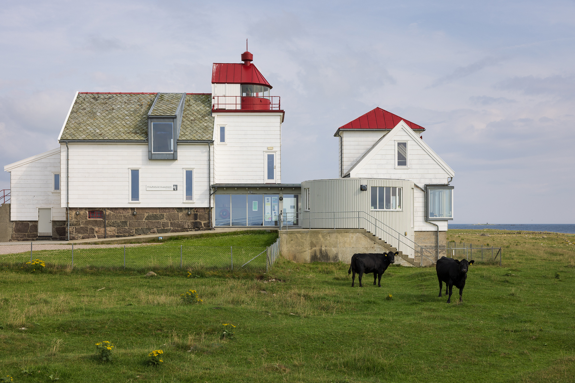 To svarte kuer står på gress foran en hvit fyrbygning med rødt tak under en overskyet himmel.