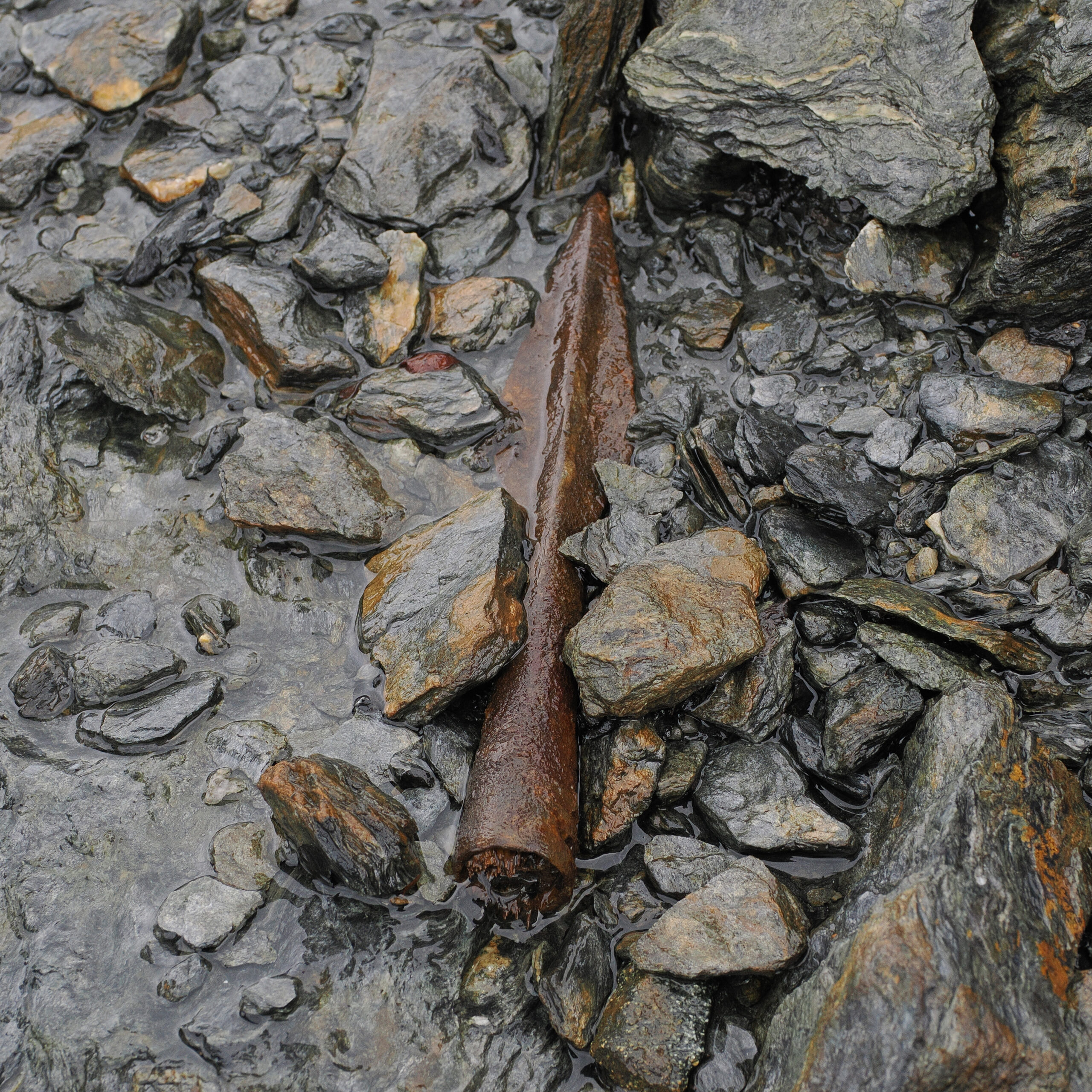 Delte ut 43 millionar til arkeologi – dette var dei mest spanande funna 13 En rusten, udetonert artillerigranat ligger blant våte steiner på bakken.