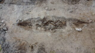 Flyfoto av en utgravd grav, som viser et menneskeskjelett begravd i en langstrakt, båtformet grop omgitt av jord og stein.