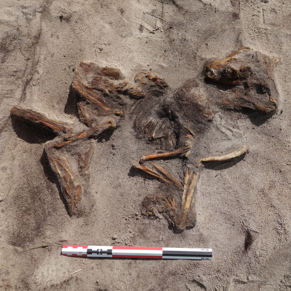 Delte ut 43 millionar til arkeologi – dette var dei mest spanande funna 7 Delvis avdekket dyreskjelett i sandholdig jord, med en målestokk plassert i bunnen som referanse.