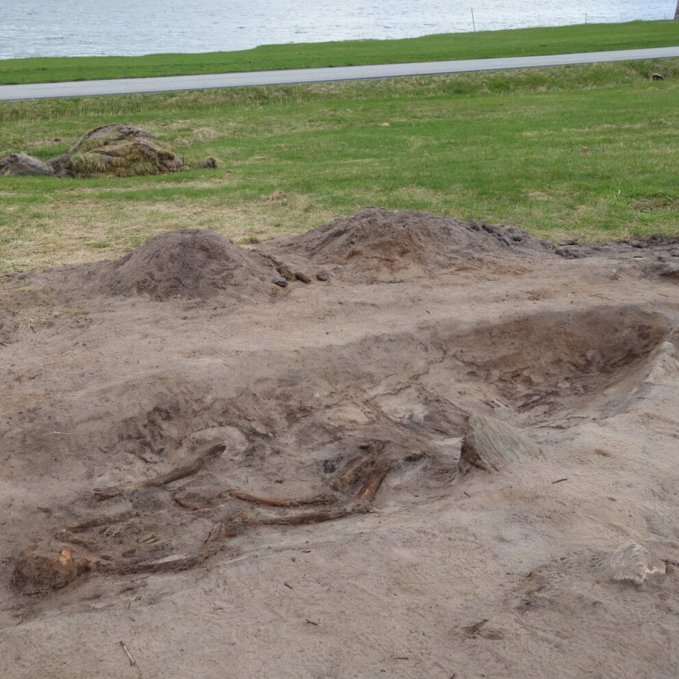 Delte ut 43 millionar til arkeologi – dette var dei mest spanande funna 6 En grunn grav gravd i sandjord inneholder delvis blottlagte skjelettrester, omgitt av jordhauger med gress og vann i bakgrunnen.