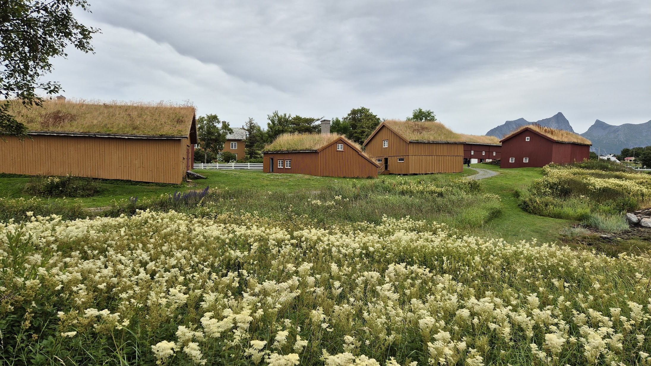 Flere trebygninger med gresstak ligger på et grønt jorde med gule villblomster under en overskyet himmel med fjellene i det fjerne.
