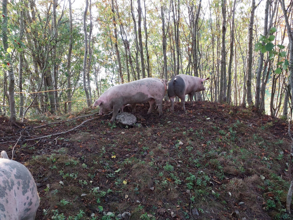 Dypdykk i våre arkeologiske kulturminner 7 Tre griser beiter på en gressbevokst, skogkledd skråning med trær i bakgrunnen. Bakken er dekket av gressflekker, jord og små steiner.