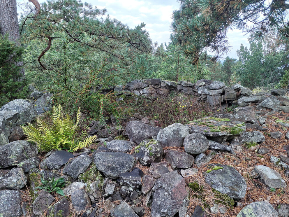 Dypdykk i våre arkeologiske kulturminner 8 En delvis sammenrast steinmur står i et skogsområde, omgitt av steiner, bregner og overhengende tregrener.
